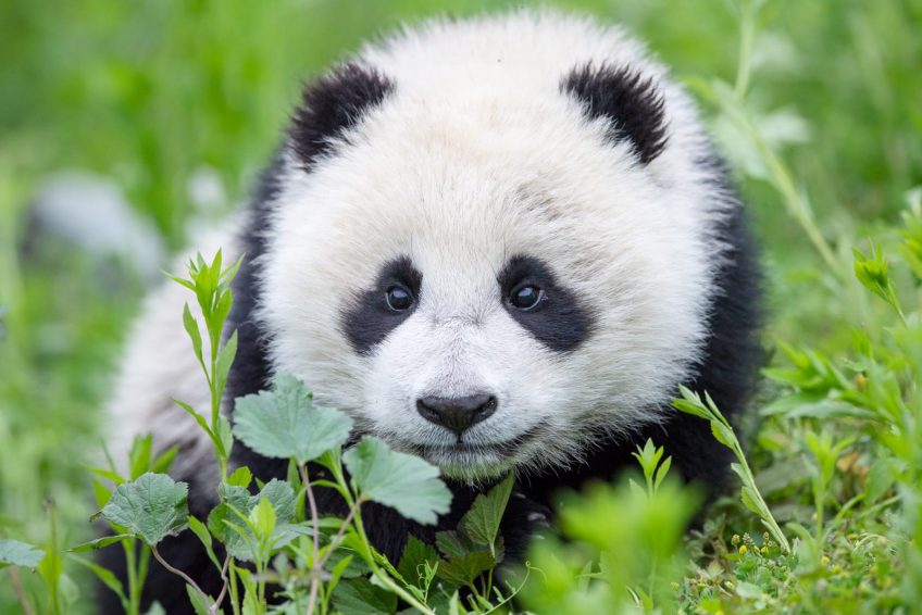 ROSPHOTO Wildlife Of China ROSPHOTO Wildlife Of China