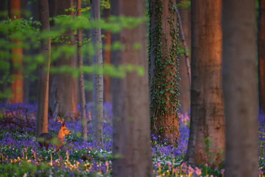 Roe_deer_file_1